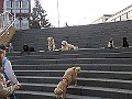 Img0264