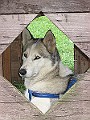 IMG_4922