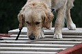 IMG_2235