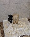IMG_3681