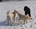 IMG_4099