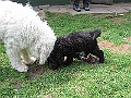 Img0498