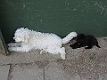 Img0510